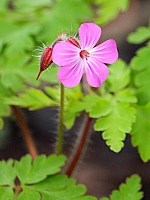 Géranium herbe à Robert, geranium robertianum