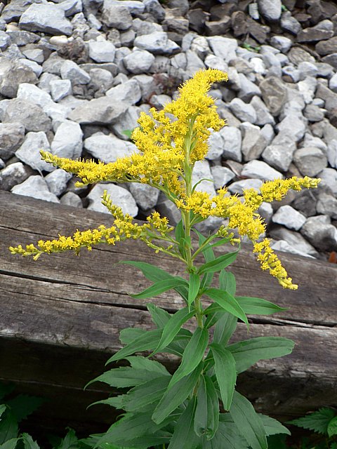 Gerbe d'or, solidago canadensis
