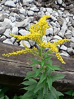 Gerbe d'or, solidago canadensis