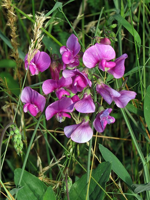 Gesse des bois, lathyrus sylvestris