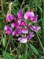Gesse des bois, lathyrus sylvestris
