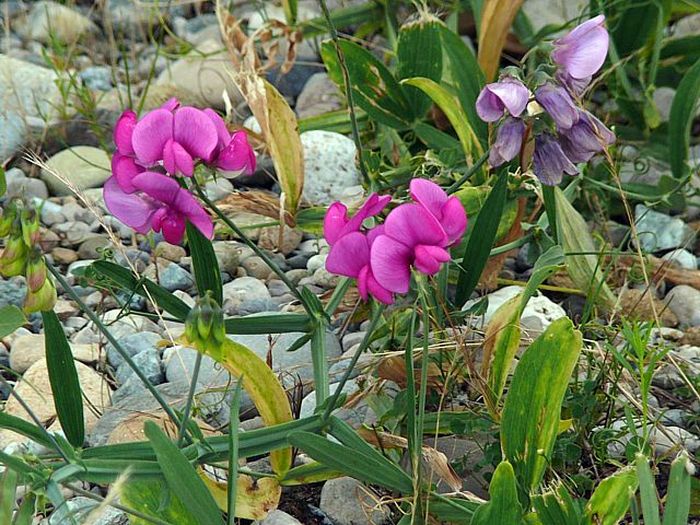 Gesse à larges feuilles, lathyris latifolius