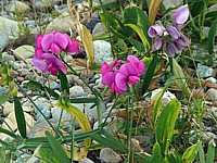 Gesse à larges feuilles, lathyrus latifolius