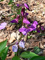 Gesse de printemps, lathyrus vernus