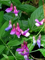 Gesse de printemps, lathyrus vernus