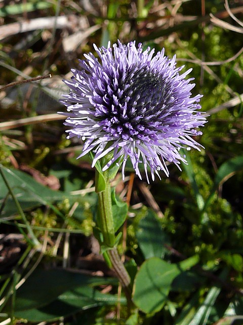 Globulaire allonge - globularia punctata