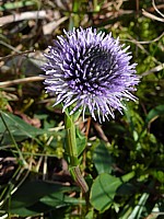 Globulaire allongée, globularia punctata