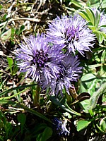 Globulaire à feuilles cordées, globularia cordifolia