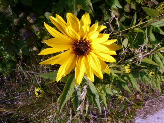 Hélianthe raide, heliantus rigidus