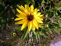 Hélianthe raide, helianthus rigidus