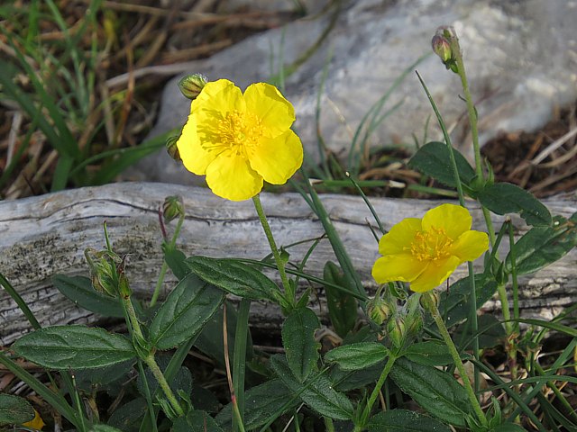 Hélianthème commun, helianthemum nummularium