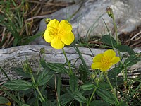 Hélianthème commun, heliantemum nummularium