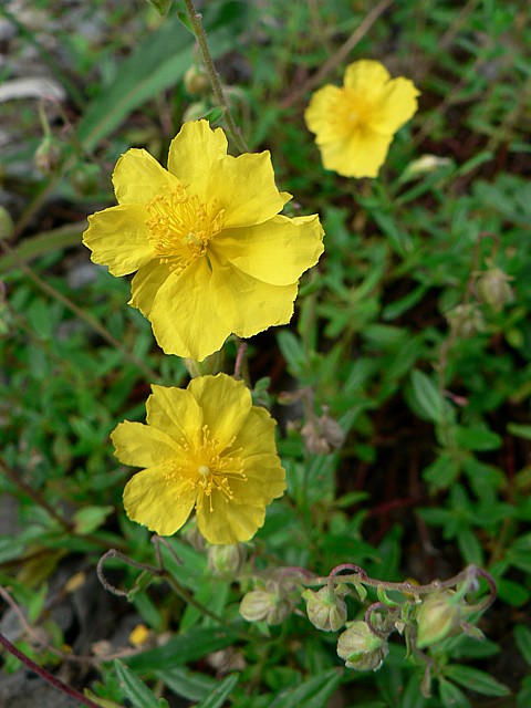 Hélianthème commun, helianthemum nummularium