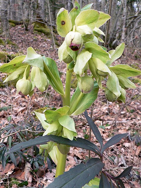 Hellbore ftide, helleborus foetidus