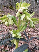 Hellébore fétide, helleborus foetidus