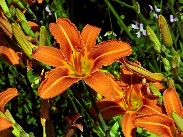Hmrocalle fauve, hemerocallis fulva
