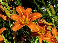 Hémérocalle fauve, hemerocallis fulva