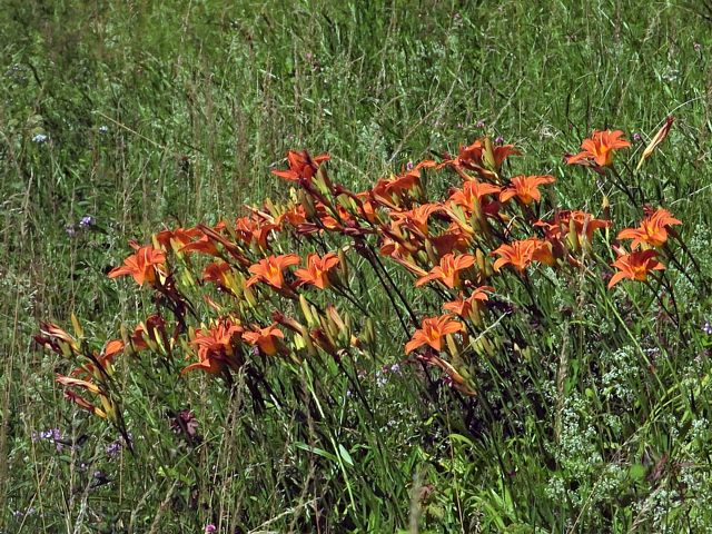 Colonie d'hmrocalles fauves, hemerocallis fulva