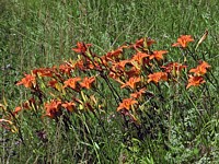 Hémérocalle fauve, hemerocallis fulva