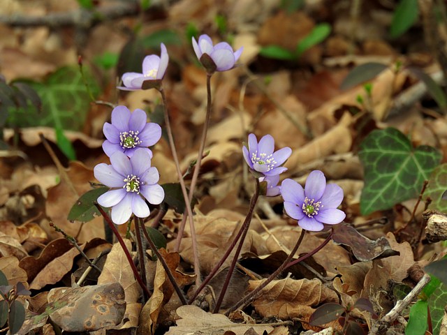 Hpatique noble, hepatica nobilis