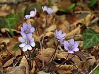 Hépatique, hepatica nobilis