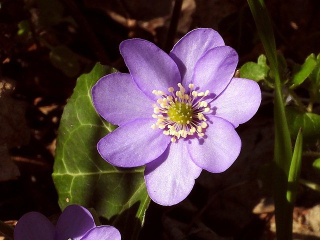Hpatique noble, hepatica nobilis