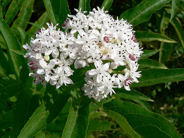 Hible, sambucus ebulus