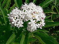 Hièble, sambuscus ebulus