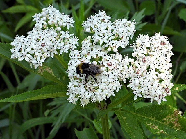 Hible, sambucus ebulus