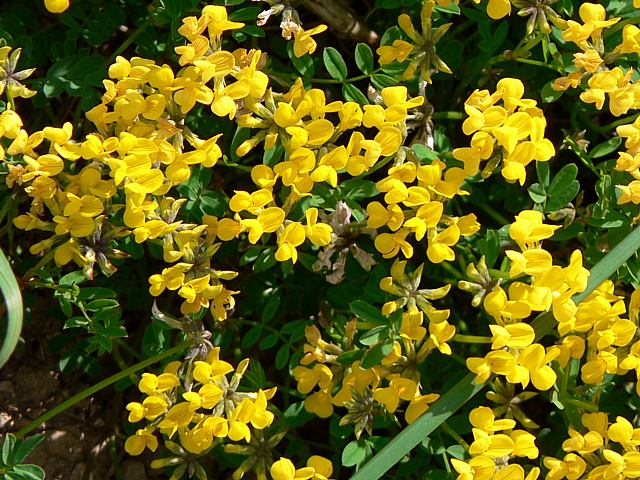 Hippocrpis chevelu, hippocrepis comosa