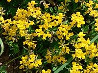 Hippocrépis chevelu, hippocrepis comosa