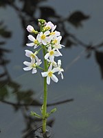 Hottonie des marais, hottonia palustris