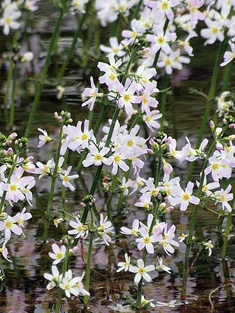 Hottonie des marais, hottonia palustris