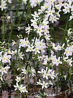 Hottonie des marais, hottonia palustris
