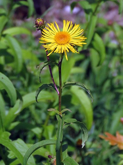Inule  feuilles de saule, inula salicina