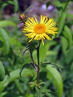 Inule à feuilles de saules, inula salicina