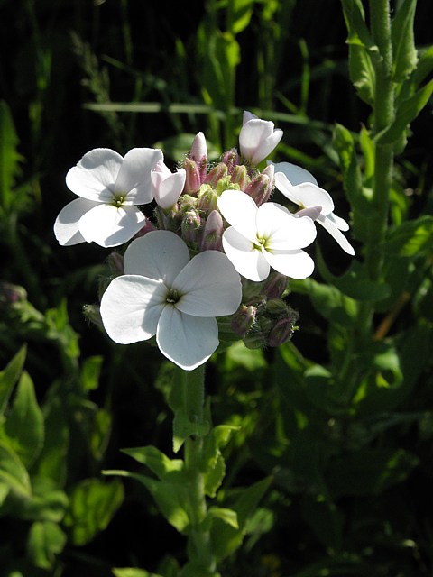 Julienne des dames, hesperis matronalis