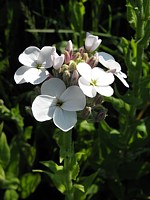 Julienne des dames, hesperis matronalis 