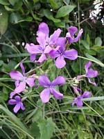 Géranium herbe à Robert, geranium robertianum