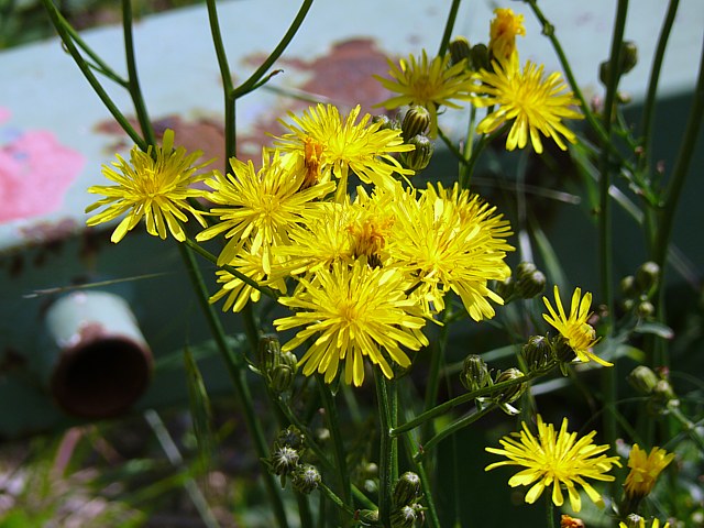 Laiteron des champs, sonchus arvensis