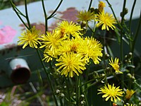 Laiteron des champs, sonchus arvensis