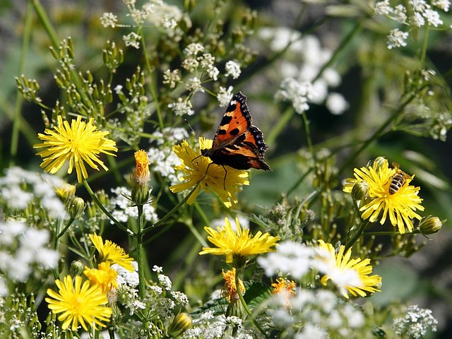 Laiteron des champs, sonchus arvensis