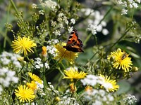 Laiteron des champs, sonchus arvensis