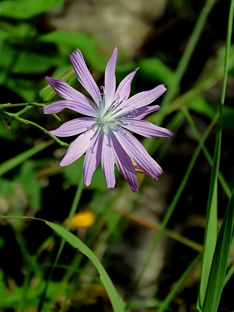 Laitue vivace, lactura perennis