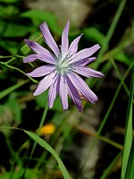 laitue vivace, lactura perennis