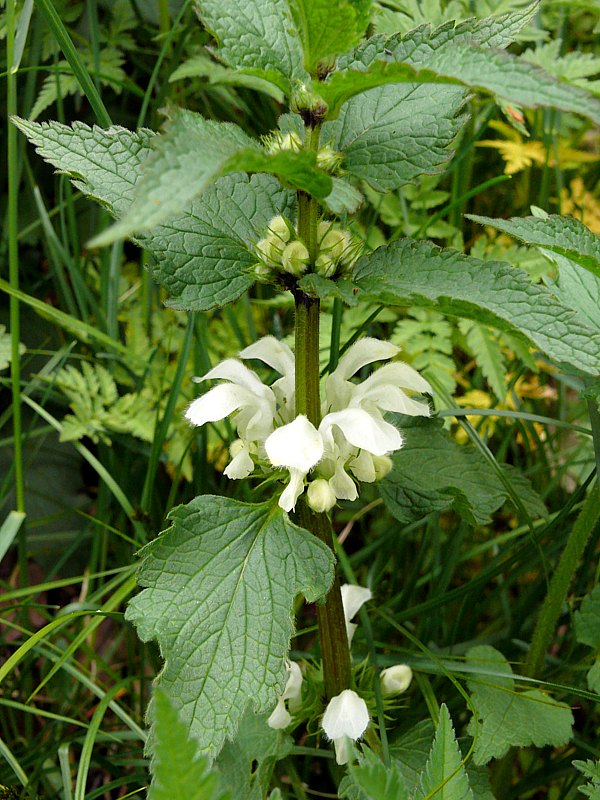 Lamier blanc, lamium album