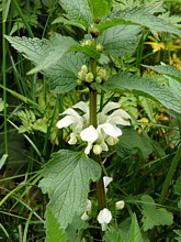 Lamier blanc, lamium album