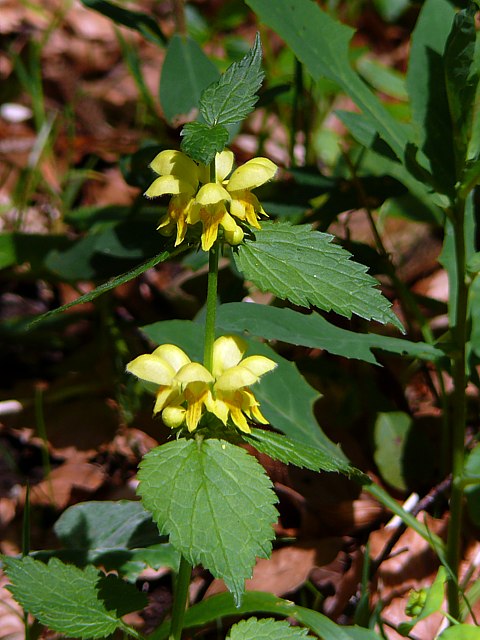 Lamier jaune ou ortie jaune, lamium galeobdolon