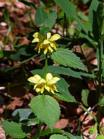 Lamier jaune ou ortie jaune, lamium galeobdolon