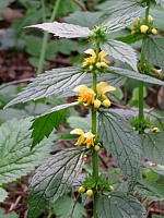 Lamier jaune ou ortie jaune, lamium galeobdolon